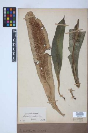 Asplenium serratum L.