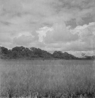 Regenzeit : In Blüte stehende Gräser in der Steppe zur Regenzeit