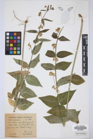 Cynanchum vincetoxicum Moench