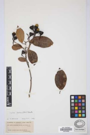 Laurus canariensis Webb & Berth.
