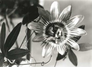 Blaue Passionsblume (Passiflora caerulea)