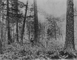 Lärchenwald : Blick in einen Lärchenwald