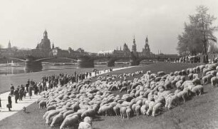 Weidende Schafe auf den Neustädter Elbwiesen : Dresden, Weidende Schafe auf den Neustädter Elbwiesen oberhalb der Carolabrücke mit Blick auf die Altstadt