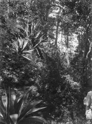 Agaven : Blick auf Agavenpflanzen und umliegende Vegetation.