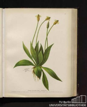 Plantago lanceolata Linné. Spitzwegerich.