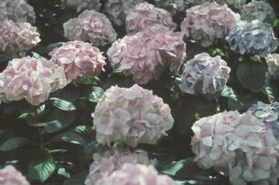 Blüten einer Hortensie