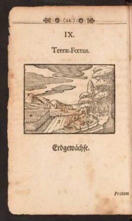 [IX. Terrae- Foetus. Erdgewächse - XVII. Fructices. Die Sträuche/ oder Stauden.]