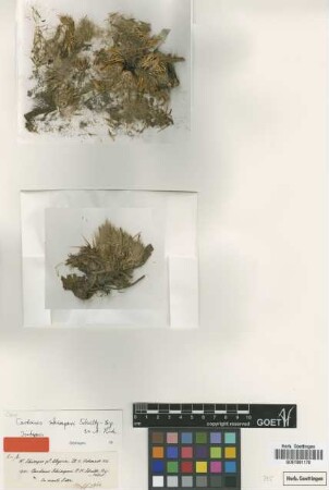 Carduus schimperi Sch.Bip. ex A.Rich. [isotype]
