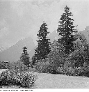 Bäume in den Alpen