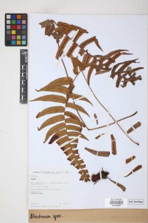 Blechnum