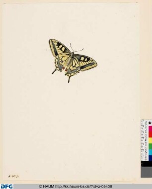 Ein Schmetterling