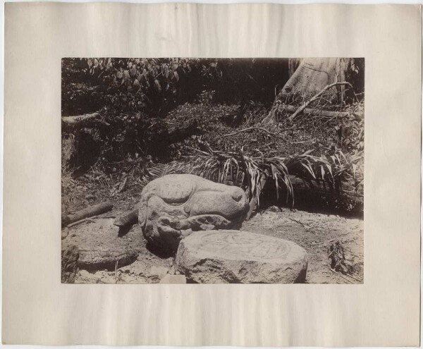 Alligator head (M). (chiselled stone lying next to it)