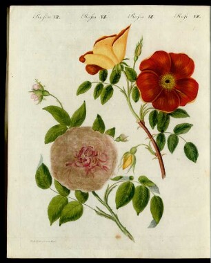 Rosen-Arten.