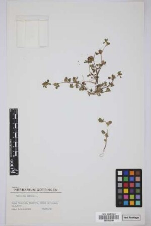 Trifolium scabrum L.