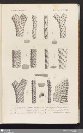 Pl. 627
