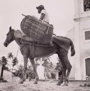 Brasilien, Recife, Lastpferd mit Sattelkörben und Reiter, um 1960