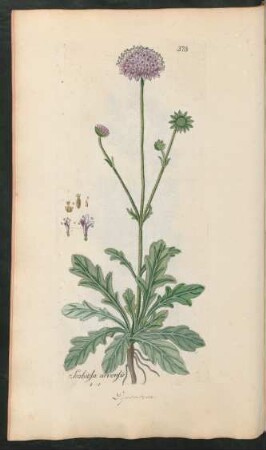 373. Scabiosa arvensis