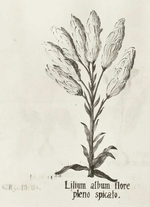 Plantae singulares horti electoralis Brandenburgici :Coloniensis: "Lilium album flore pleno apicato" Weiße Lilie, Madonnenlilie - Lilium candidum cv. spioatum gefüllte ährige Zuchtform