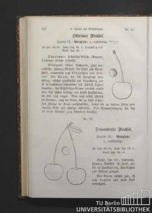 Nr. 11. 4. Woche der Kirschenzeit. Ostheimer Weichsel. Familie IX.: Weichseln; Nr. 12. Frauendorfer Weichsel. Familie IX.: Weichseln.