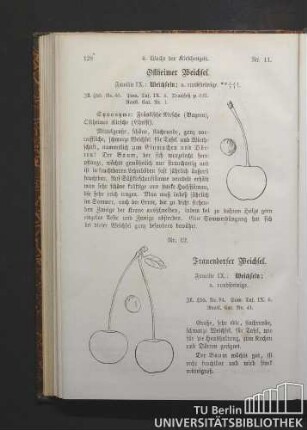 Nr. 11. 4. Woche der Kirschenzeit. Ostheimer Weichsel. Familie IX.: Weichseln; Nr. 12. Frauendorfer Weichsel. Familie IX.: Weichseln.