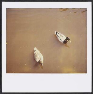 Enten in Worpswede