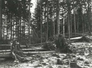 Osterzgebirge. Windbruch im Wald