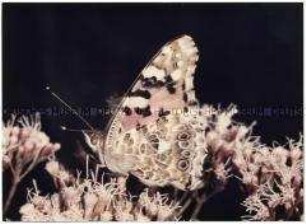Schmetterling (Altersgruppe 18-21)