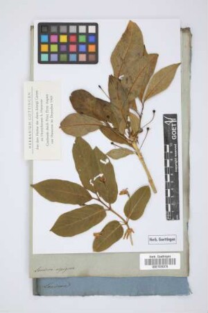 Lonicera alpigena