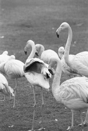 Chilenische Flamingos im Karlsruher Zoo