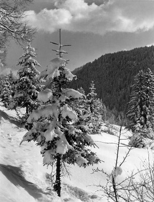 Winterbilder. Nadelbäume im Schnee (wahrscheinlich bei Garmisch)