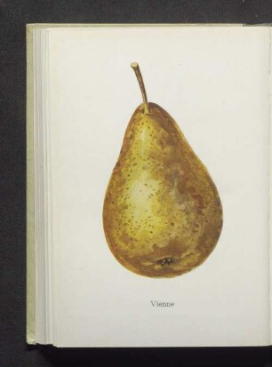 Vienne
