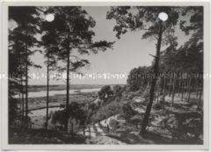 Geesthacht, Wald