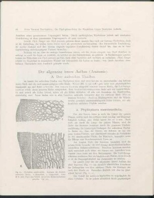 Der allgemeine innere Aufbau (Anatomie).
