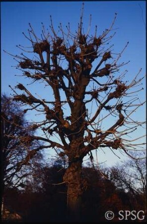 Potsdam, Park Sanssouci, Bullenwiese, Kastanien bei den Stichgräben.