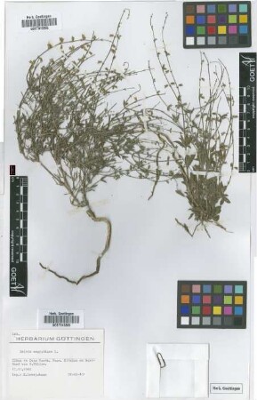 Salvia aegyptiaca L.