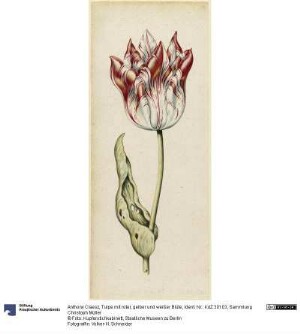 Tulpe mit roter, gelber und weißer Blüte