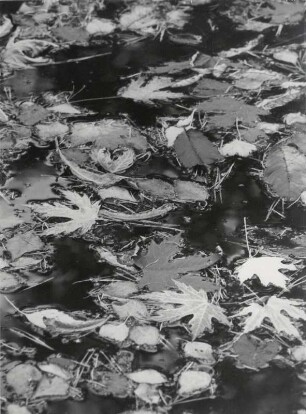 Blätter im Wasser