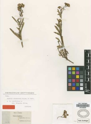 Senecio linifolius L. var. Boiss. frigidus[isotype]