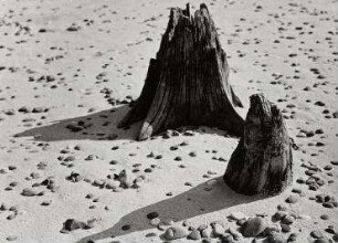 Ohne Titel (Baumstümpfe am Strand)