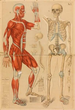 Eschners Anatomische Wandtafel 1 + 2