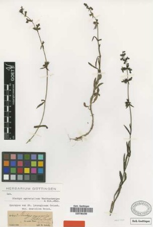 Stachys arenaria Vahl