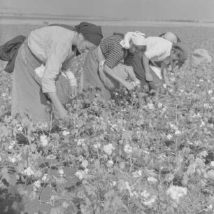 Baumwollernte auf den Feldern der Landwirtschaftlichen Produktionsgenossenschaft in Usundshowo. Frauen bei der Ernte
