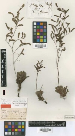 Statice corinthiaca Boiss. & Heldr. [isotype]