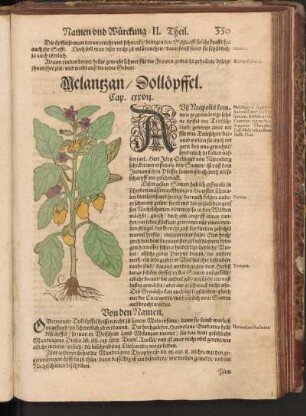 Melantzan, Dollöpffel, Cap. CXXVII