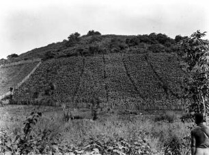 Yams- und Tarofelder : Blick über Yams- und Tarofelder im Hochland von Bioko.