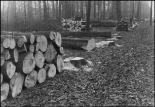 Marienwerder, Klosterwald