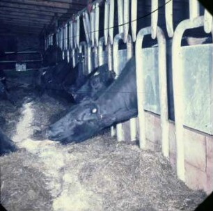 Fotografie: Futtervorlage, Futtertisch, Kraftfutter, Tierverhalten, Fangfressgitter