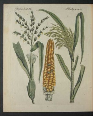 Tafel: Pflanzen XXXVII.