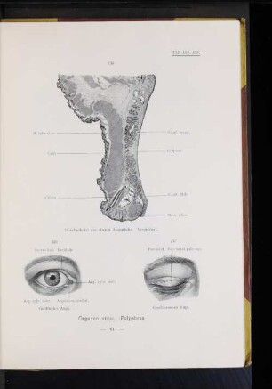 Organon visus. Palpebrae.