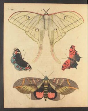Tafel X.: Insekten.